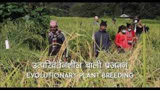 उत्परिवर्तनशील बाली प्रजनन् EVOLUTIONARY PLANT BREEDING (EPB) Video With English Subtitle