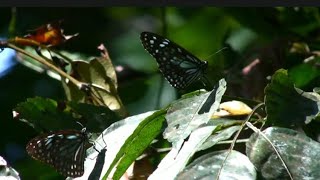 silent valley butterflies