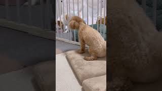 犬のおしっこシートを敷き忘れたパパの末路#maltipoo