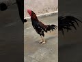 MIANWALI ASEEL❤️🔥 | Very beautiful and aggressive breed in the world #roosters #aseelroosters