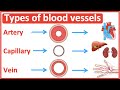 Types of blood vessels | Artery, capillary & vein | Easy learning video