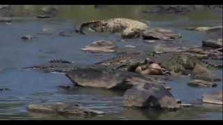 Huge Crocodile Devours Wildebeest Calf