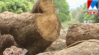 Tree cut in Kasargode Chaithravahinipuzha rive shore| Manorama News