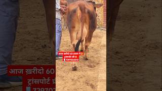 आज ख़रीदो अच्छी गाय👌 मात्र 60 हजार में ट्रांसपोर्ट फ़्री✅#cattlefarming152 #punjabi