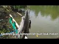 mancing ikan barramundi di spot tambak anti boncos banyak sambaran