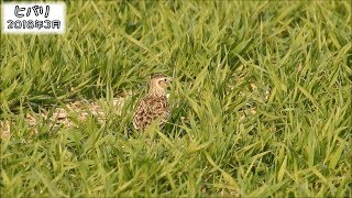 ヒバリ Eurasian skylark (Alauda arvensis)