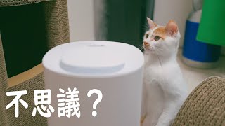 寒くて寝てる猫達と初めての加湿器に驚く子猫