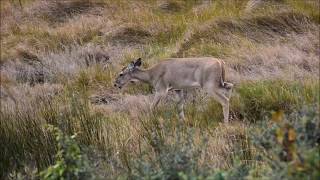 Pea Island Wildlife Management Area (Rodanthe, North Carolina)