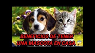 Benefecio De Tener Una Mascota En Casa Un Perro O Gato curiosidades tv 1080p