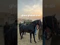 ghora ghulam e ali pakistan punjab kuria culture stallion horsedance