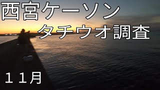 西宮ケーソン太刀魚調査！釣れ続く魚。。。