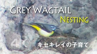 野鳥撮影・ キセキレイの子育て