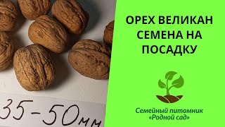 Семена грецкий орех сорт \