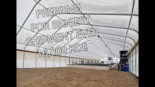 Prepping Our Quarantine Greenhouse for Biggest Japanese Koi Shipment EVER in USA! OVER 16,000 Koi!