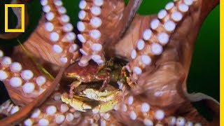 Cette pieuvre géante capture ses proies avec ses 2 240 ventouses