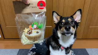 【初めてのケーキ】がっつきが止まらない子犬〜The puppy who ate his first Christmas cake.〜