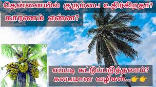 தென்னையில் குரும்பை உதிர்வை தடுக்கும் வழிமுறைகள் | Coconut Button Shedding Reasons and Management