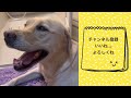 【 ラブラドール 】成人の日【 labradorretrievers 】