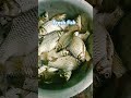 alhamdulillah shortsviral freshfish viralshortvideo