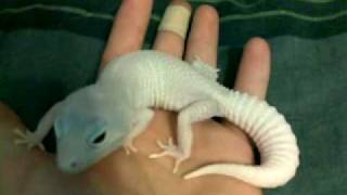 Snow Diablo Blanco Female.mp4