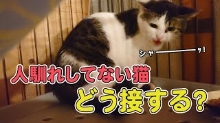 ＃６【どう接する？】人馴れしていない猫…仲良しになる【秘密道具】が