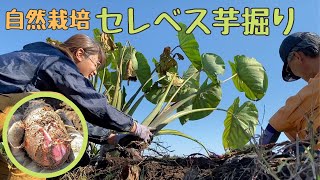 コク深く旨い里芋、セレベスを掘る【自然栽培・家庭菜園】