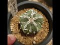 1분난봉옥리뷰_0003화 백조돌기골귀갑난봉옥 astrophytum myriostigma hakujo hukuryu strongylogonum