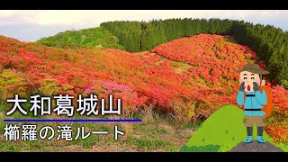 [のろのろ登山]028　大和葛城山(葛城山 大阪府千早赤阪村 ツツジ)に櫛羅の滝ルートから登ってみませんか？ Mt.Yamato-Katsuragisan (2回目) 2022/05/14