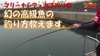 海上釣堀　幻の高級魚を攻略！　魚ハンター2号たけのり　和歌山マリーナシティ海洋釣り堀