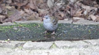 自然環境保全センター 自然観察園のクロジ（雄）その６５（4K60P動画）