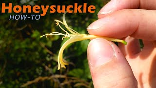 Missouri Nature: Honeysuckle Taste Tutorial