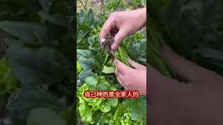 #自己种的纯天然的绿色蔬菜 #关注我一起学种菜 ###蔬菜种植 #我的小菜园