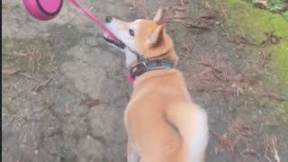 【柴犬 もみさん】あつ〜いアイコンタクトでパパと お散歩する お転婆娘♪　 #shorts　 Shiba Inu Momisan