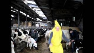 Harlem Shake - Farm - Ferme - Boerderij