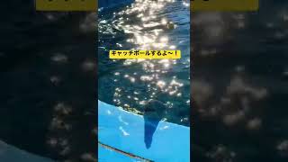 【イルカとキャッチボール】和歌山県のドルフィンリゾート🏝🐬にて。#Shorts