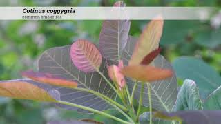 common smoketree (Cotinus coggygria)