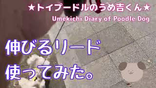 伸びるリード使ってみた。★トイプードルのうめ吉くん（157日目)★| Umekichi Diary of Poodle Dog