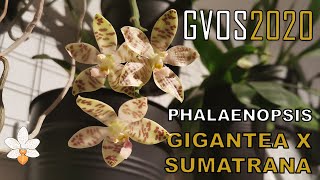 #GVOS2020 - Phalaenopsis gigantea x sumatrana