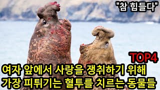 여자 앞에서 사랑을 쟁취하기 위해 가장 치열한 혈투를 치르는 동물들 TOP4