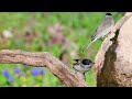 blackcap eurasian blackcap sylvia atricapilla