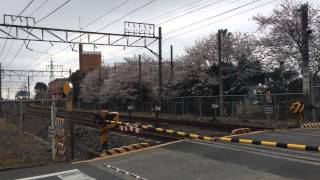 【JR貨車】桜とEF66 125号機★踏切通過シーン