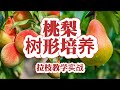 “桃树” “梨树” 夏季修剪拉枝，培养漂亮的桃树树型，梨树谨慎拉枝，修剪为主