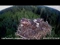 Rybołowy Online Puszcza Napiwodzko-Ramucka / Ospreys Online in Napiwodzko-Ramucka Forest