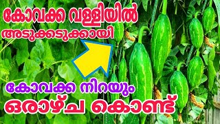 അടിപൊളി റിസൾട്ട് പുതിയ രീതിയിൽ Kovakka Krishi Malayalam