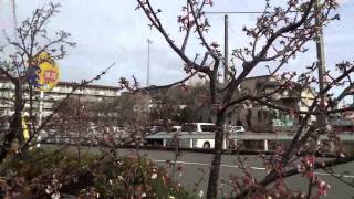 2014_02_09静岡市清水区 さわやかウォーキング(1／7)[薩埵峠からの富士山､興津寒桜祭り]