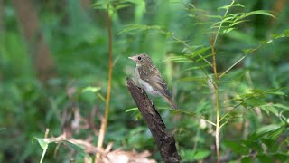 権現山バードサンクチュアリのキビタキ（幼鳥）その４６（4K60P動画）