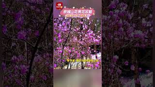 北京最后一波“山花浪漫”就等你来，北京五一节日赏花指南