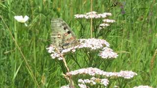 アポロウスバアゲハ / Parnassius apollo (Apollo)　スイス・テッシュ　2017/07/06 Tasch Swiss, Butterfly of Swiss