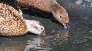 Endangered New Zealand brown teal and Laysan teal