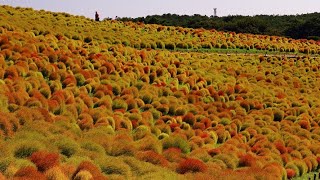 国営ひたち海浜公園　みはらしの丘　色づき始めたコキア　２０２２年９月２６日